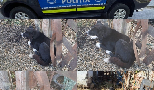 CĂȚELUȘ AFLAT ÎN PERICOL, SALVAT DE POLIŢIŞTII DE LA PROTECŢIA ANIMALELOR