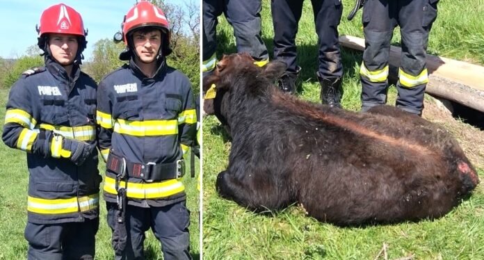 ISU Pompieri animal vaca vitel bovina 1 696x374 1