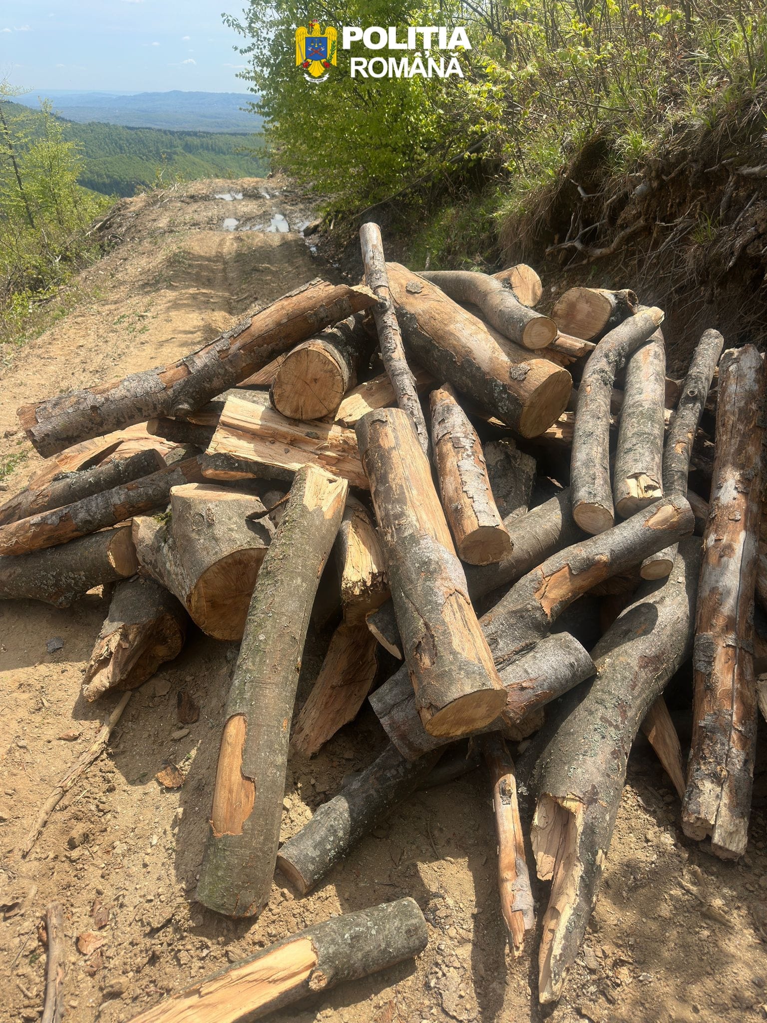 Furt de arbori depistat de polițiști, la Polovragi WhatsApp Image 2026 04 29 at 10.31.07 1