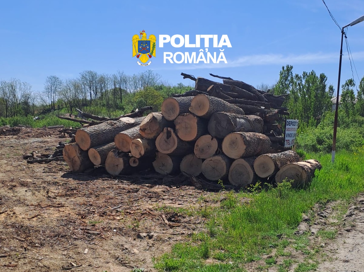 Razie în depozitele de lemne din Olt lemne ipj 2 WhatsApp Image 2026 04 30 at 093444