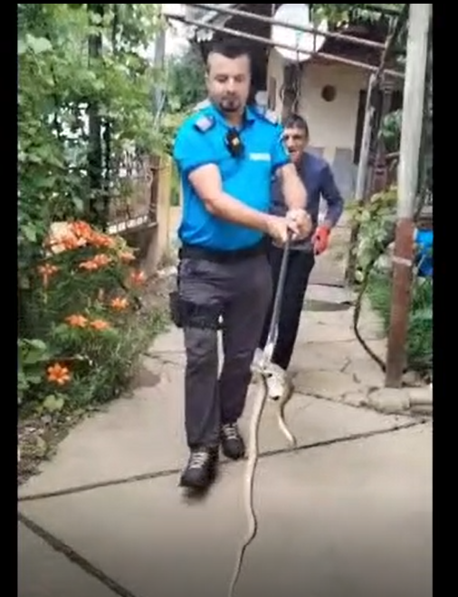 Fara titlu